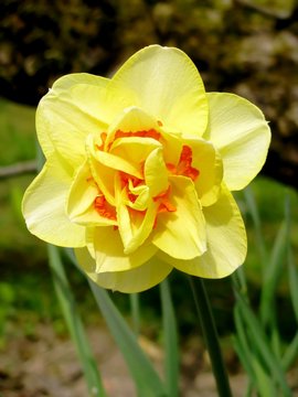jonquille