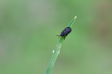 Schwarzer Stachelkäfer