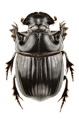 Copris lunaris
