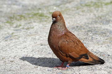 Ziertaube