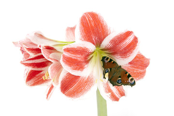 Tropische Blume und Schmetterling