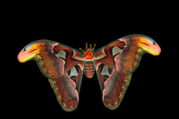 Giant Atlas Moth (attacus atlas) isolated on black background.