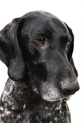 hund,deutschkurzhaar,rüde