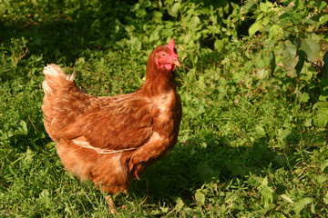 hen