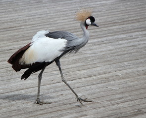 Obraz premium Royal crane