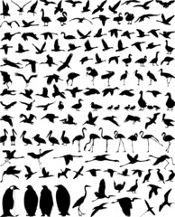 Birds-Waterfowl