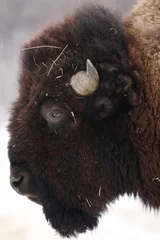 Zelfklevend Fotobehang bison d amerique © karlumbriaco