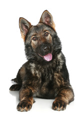 Fototapeta premium German Shepherd puppy on a white background