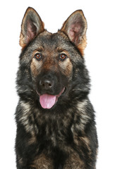 German Shepherd puppy on a white background