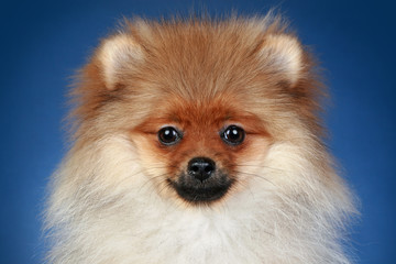 Obraz premium Pomeranian Spitz (5 months) close-up portrait