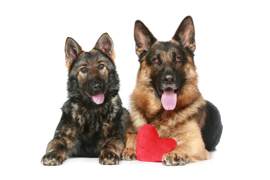 two German shepherd dogs with red Valentine heart