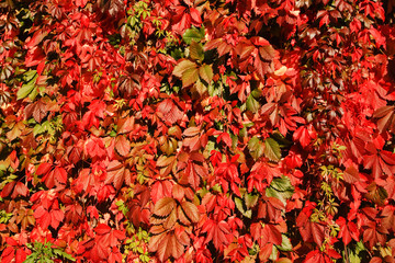 Leaves of wild grapes.