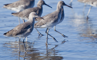 Winter Willet, Tringa semipalmata