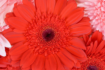 gerbera flowers