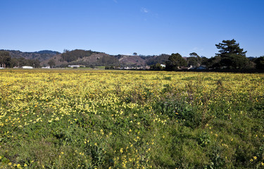 Fototapeta na wymiar Field of yellow flowers.