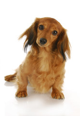 dachshund