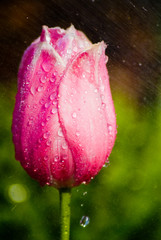 Wet Pink Tulip
