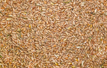 Wheat seeds background