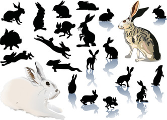 twenty two rabbits on white © Alexander Potapov