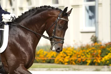 Fotobehang dressage horse © Farmer