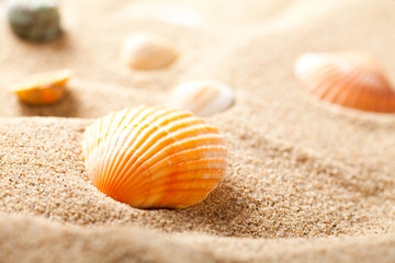 Shell on sand