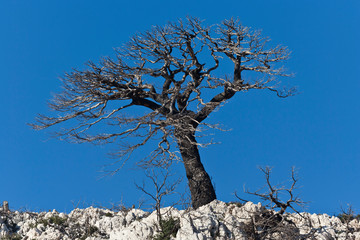 Lonely tree long after forest fire