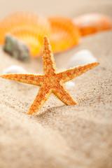 Starfish and shells on sand