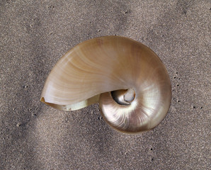 nautilus shell over natural black sand