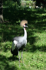 A grey crown crane in a zoo