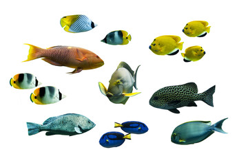 Poissons tropicaux, fond blanc