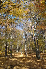 Autumn in the beech trees forest