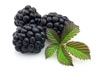 Fresh blackberry © Dionisvera