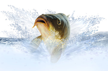 Fische 7