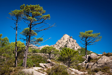 Maquis corse
