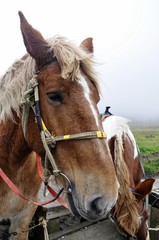 Obraz premium Donkey