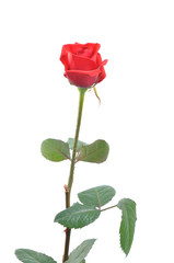 Red rose isolated
