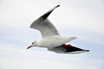 flying seagull with blue background