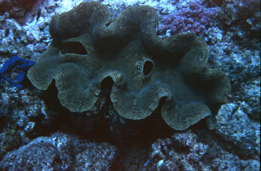 Giant Clam