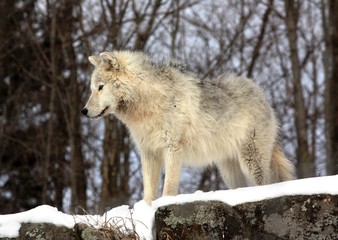 loup eclaireur