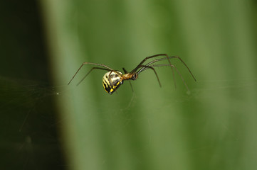 araignée
