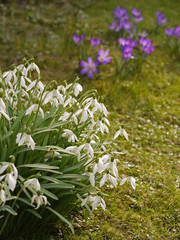 Obraz premium Frühlingsblumen. Schneeglöckchen (Galanthus), Krokus (Crocus).