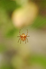 Araneus diadematus, l'Épeire diadème