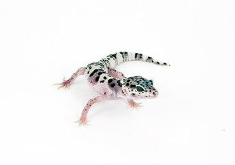 leopard gecko