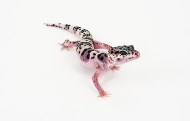 leopard gecko