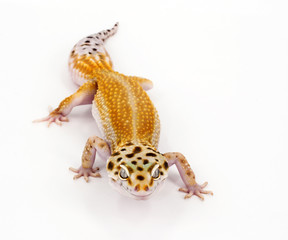 leopard gecko