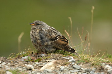 Meadow pipit (Anthus pratensis)