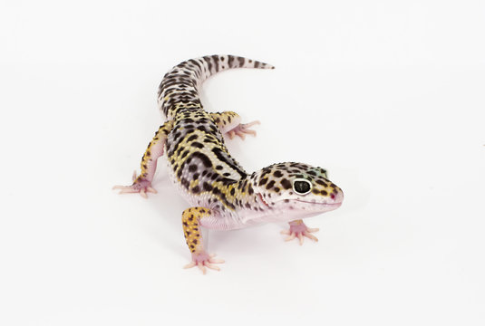 leopard gecko