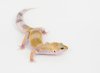 leopard gecko