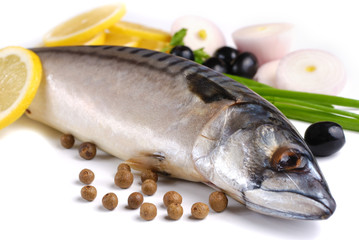 Mackerel