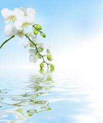 Beautiful white orchid flowers reflected in water